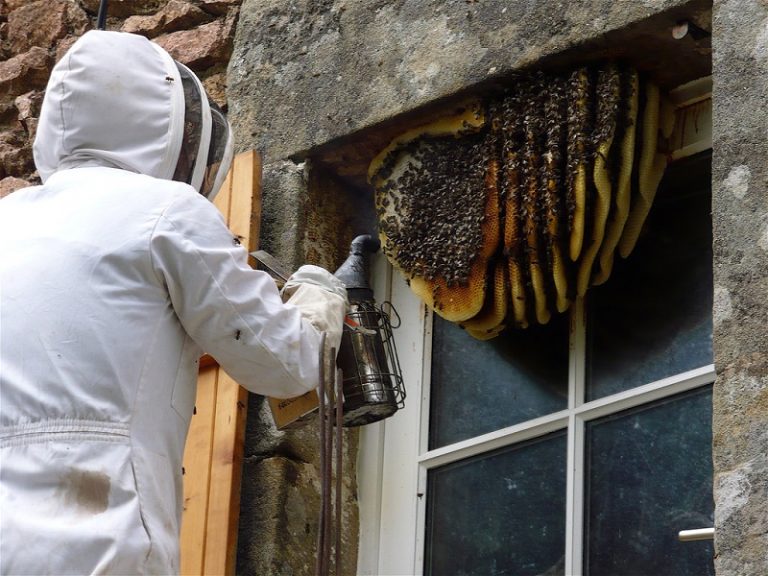 How To Get Rid Of Wasp Nest In Wall Get Solution Cherry Blossom