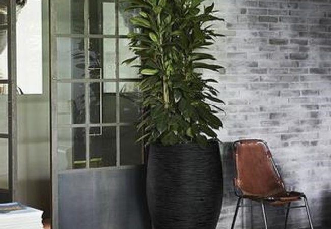 Cadix and Capi Planters: What’s the best choice for an office?