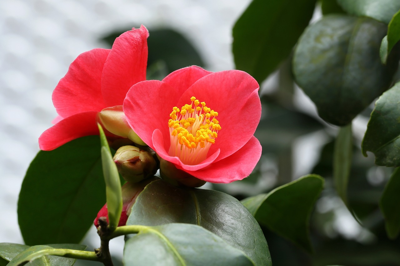 How to care for camellia