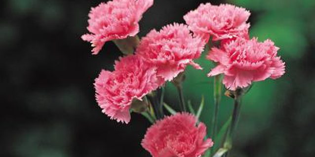 How to care for carnations