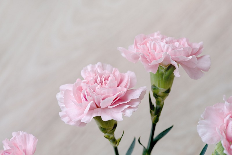 How to care for carnations