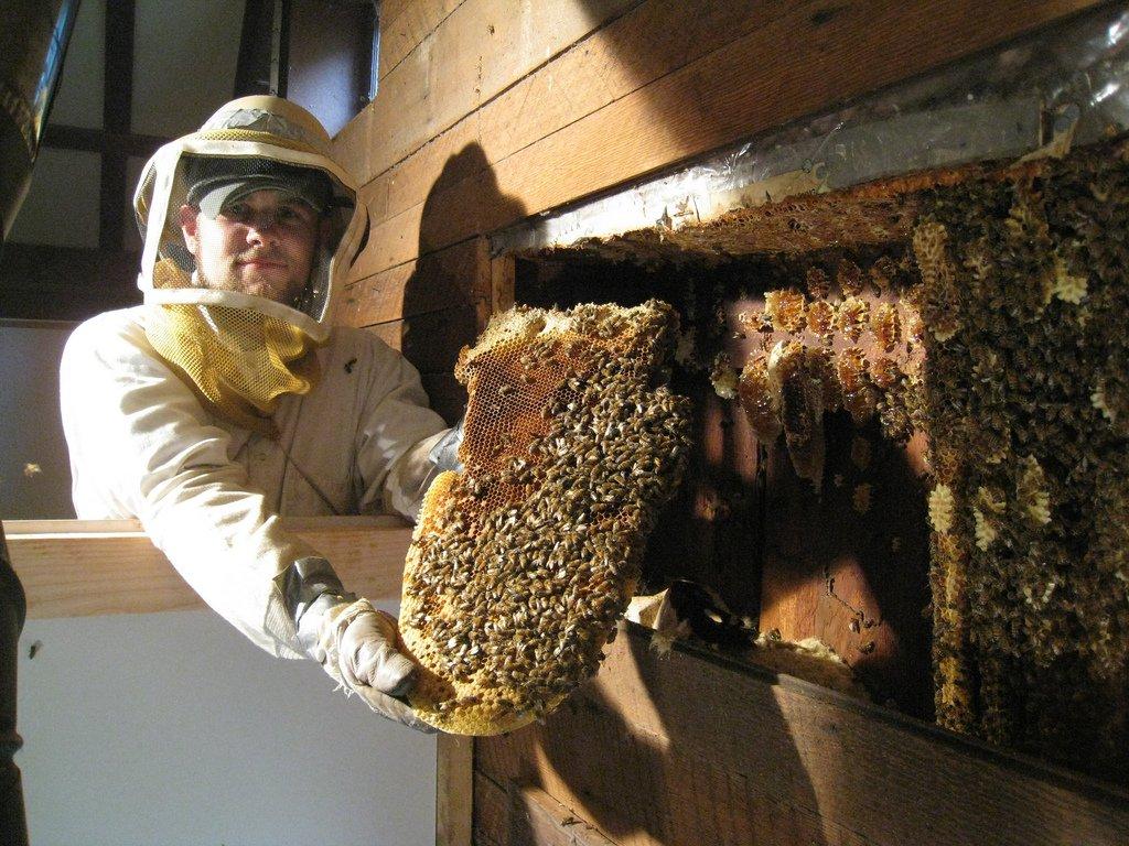 How to get rid of wasp nest in wall