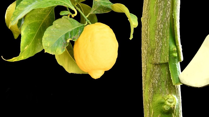 How to graft a lemon tree