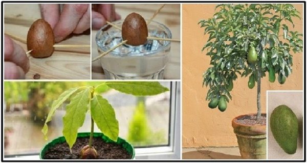 How to grow an avocado tree that bears fruit Cherry Blossom