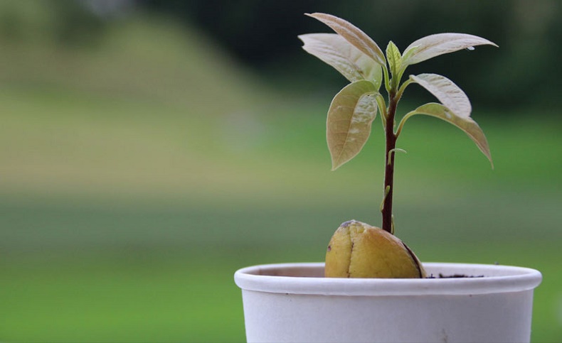 How to grow an avocado