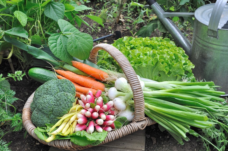 Vegetable garden: 8 mistakes not to commit