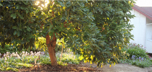 How to grow an avocado tree that bears fruit - Cherry Blossom