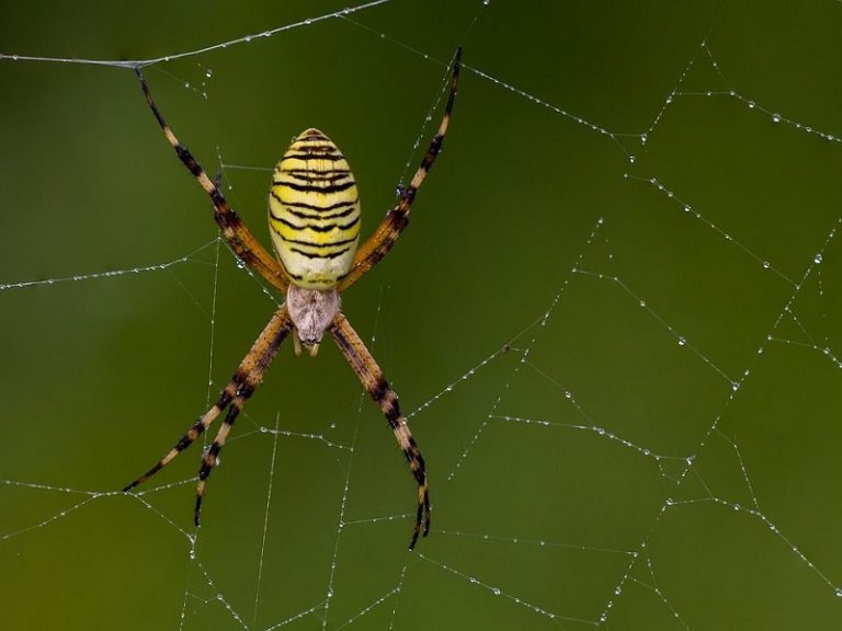 What Are The Benefits Of Having Spiders In The Garden Cherry Blossom