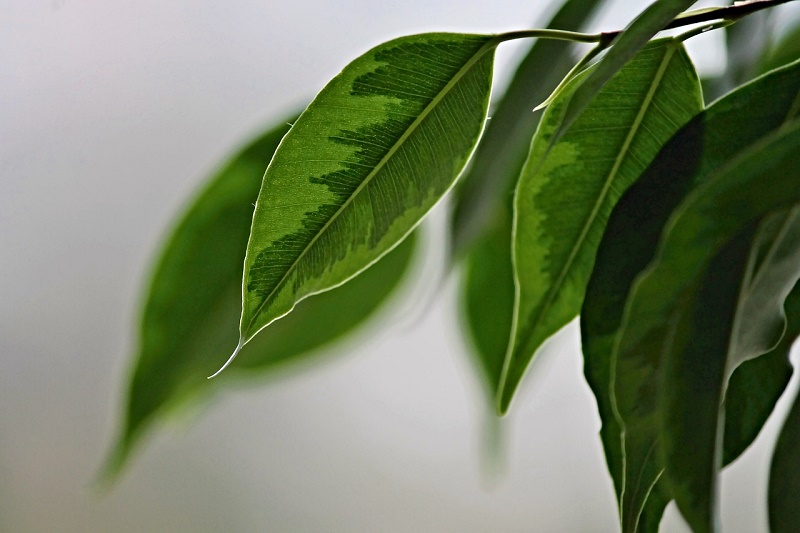 ficus benjamina care