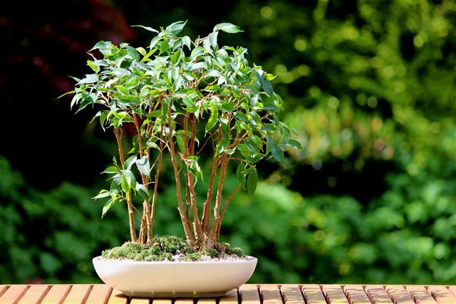 ficus benjamina leaves