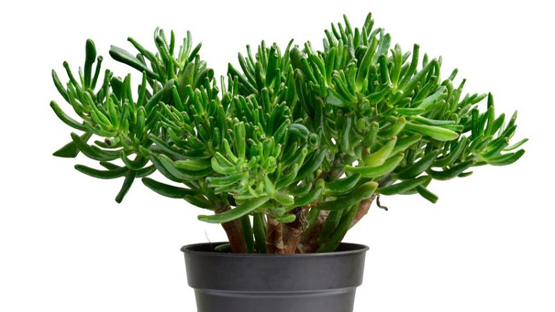 Types of jade plants, for plant beside house