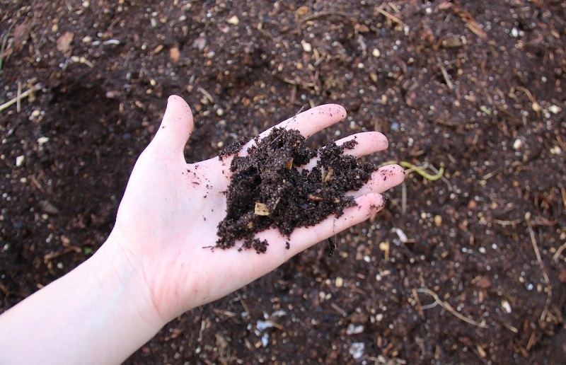 How to make homemade fertilizer easily to keep your plants