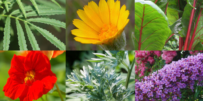 outdoor plants with flowers