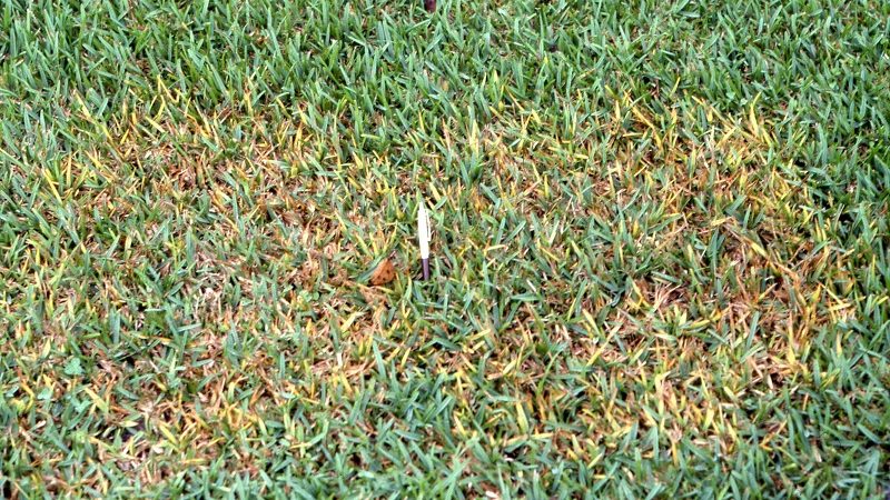 Tips for the ST Augustine grass care