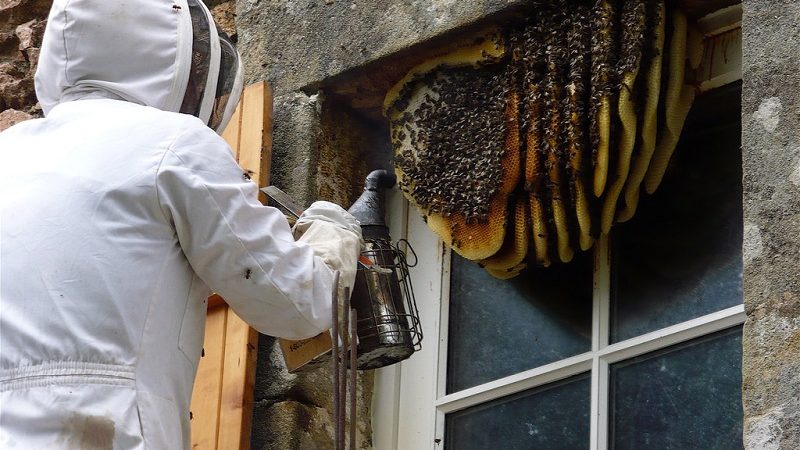 How to get rid of wasp nest in wall? Get solution