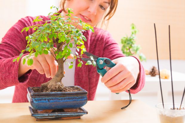 how to care for a bonsai tree