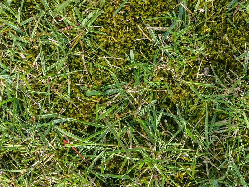 Improving damaged grass: how to deal with the most common problems