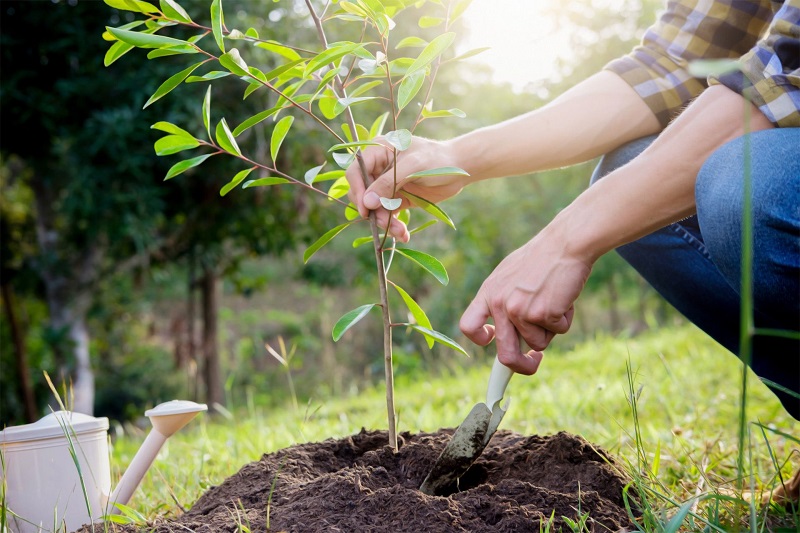 Plant trees with our 10 tips
