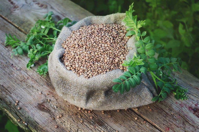 Growing lentils: Tips for how to plant lentils