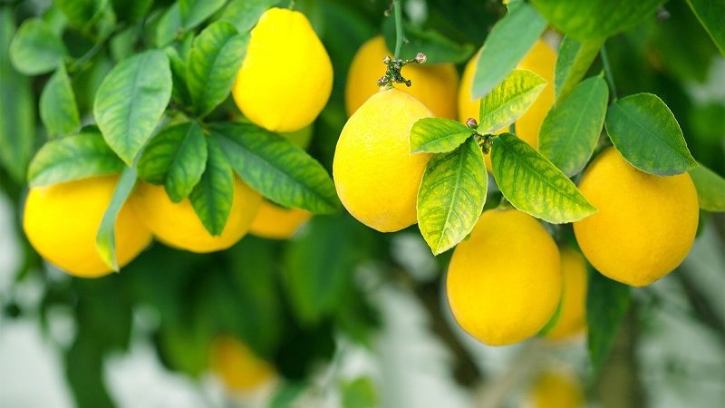 Citrus Fertilizer : How can I make an organic fertilizer