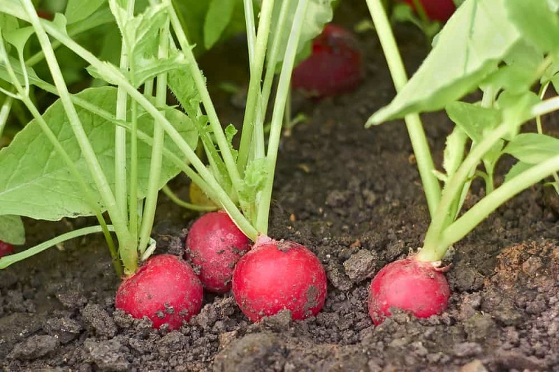 How to grow radishes in a home garden