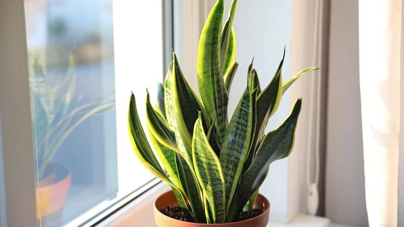 How much light does a snake plant need : advice and care