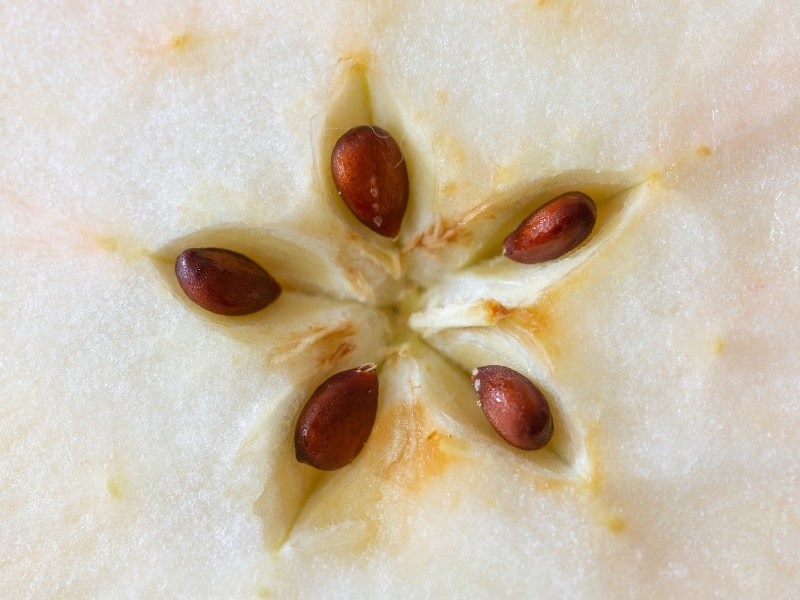 How to germinate apple seeds
