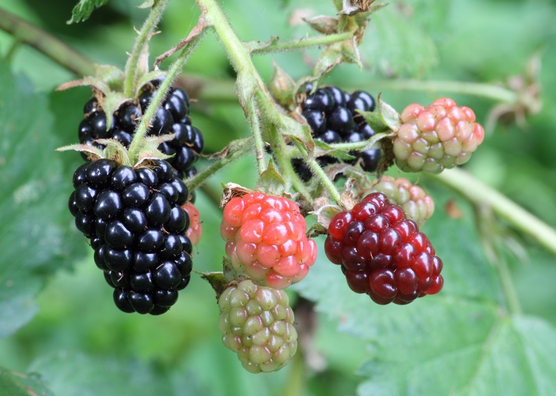 How to grow blackberries and what are their benefits