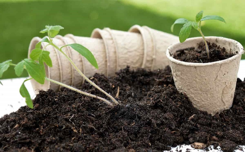 Potting Soil