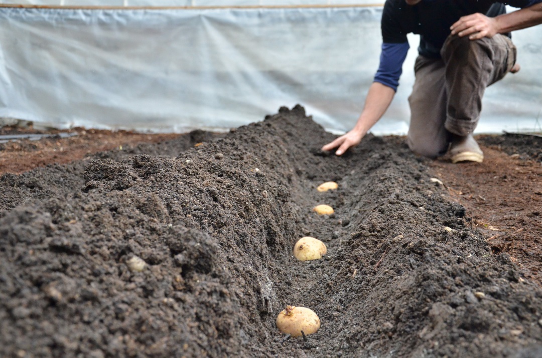 Plant Potatoes in Garden