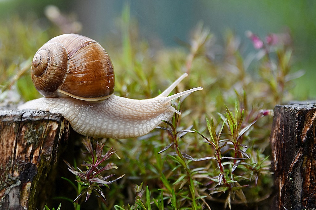 To care for a garden snail