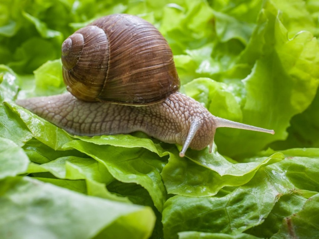 To care for a garden snail