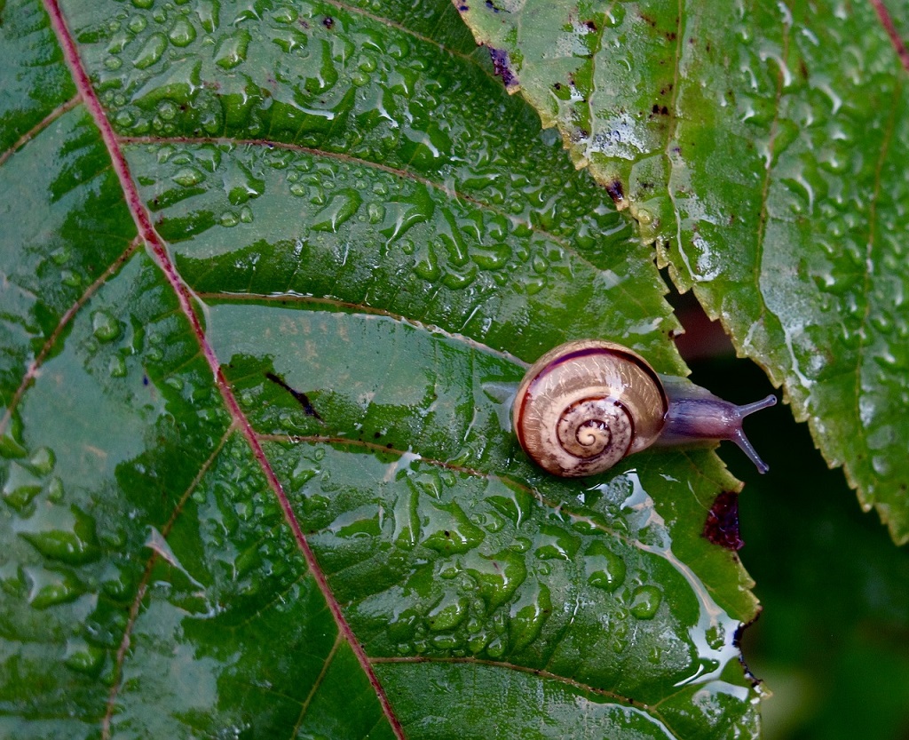 To care for a garden snail