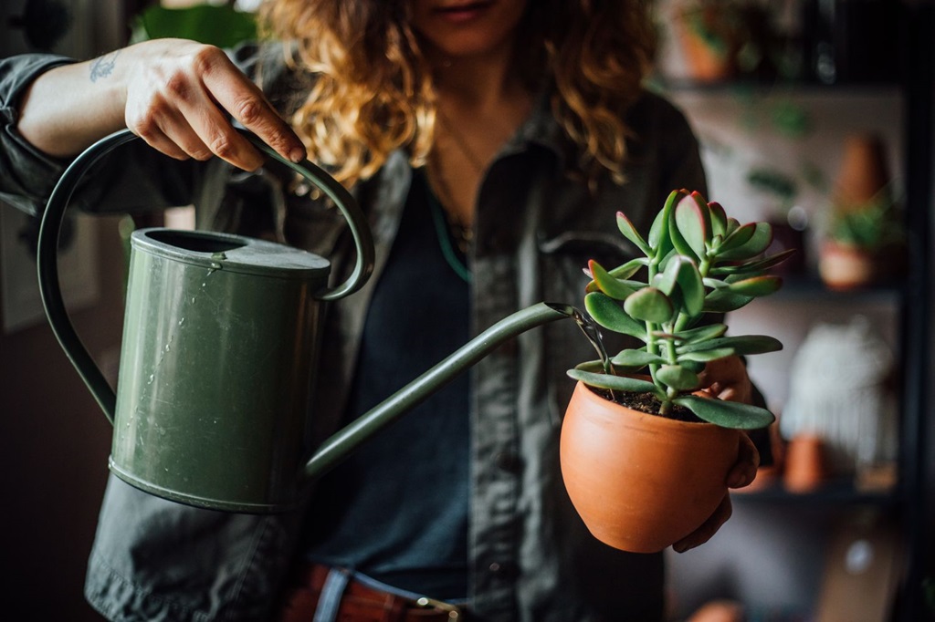 Proper Watering Techniques to Grow Dark Room Plants in a Pot