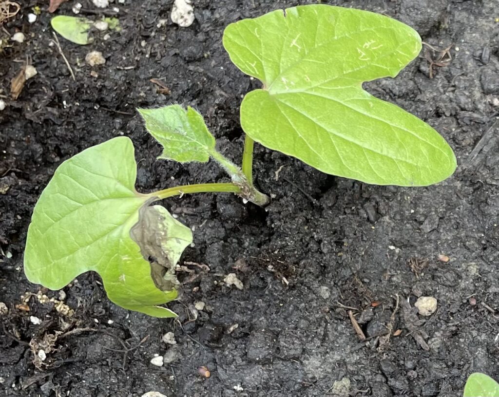 Starting Morning Glory Seeds