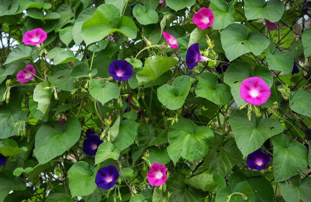 An In-Depth Look at Morning Glory Seedlings