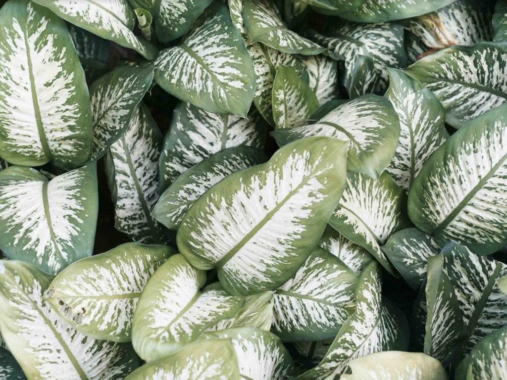 white and green plant leaves 