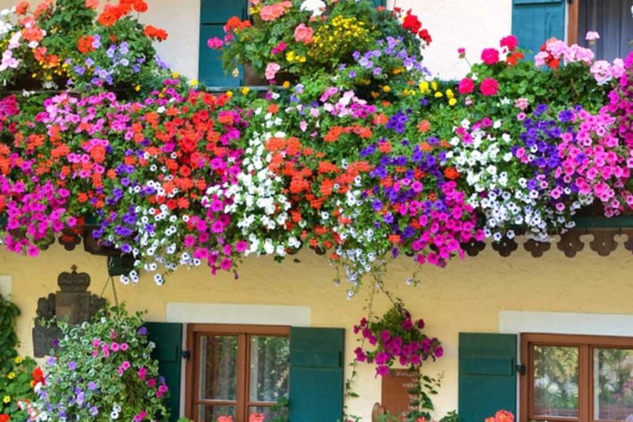 How to Balcony Garden: Transform Your Space with These Proven Tips