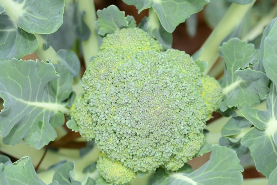 An In-Depth Look at Broccoli Seedlings