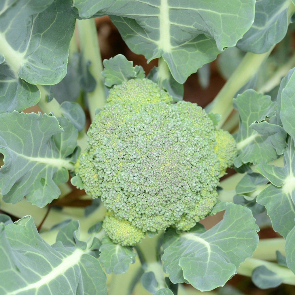 An In-Depth Look at Broccoli Seedlings