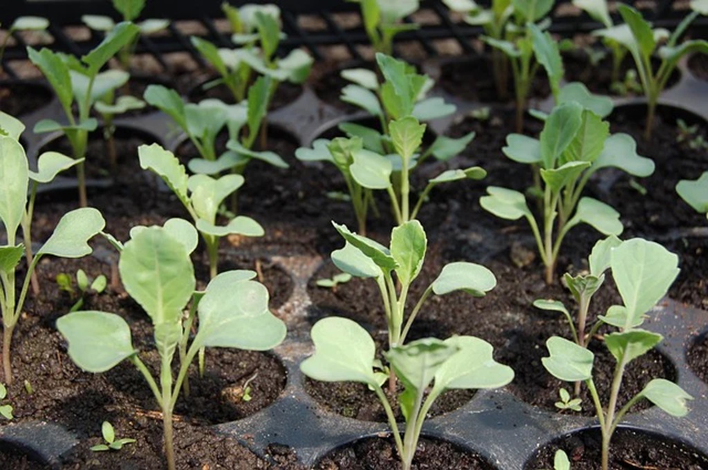 Starting Broccoli from Seed