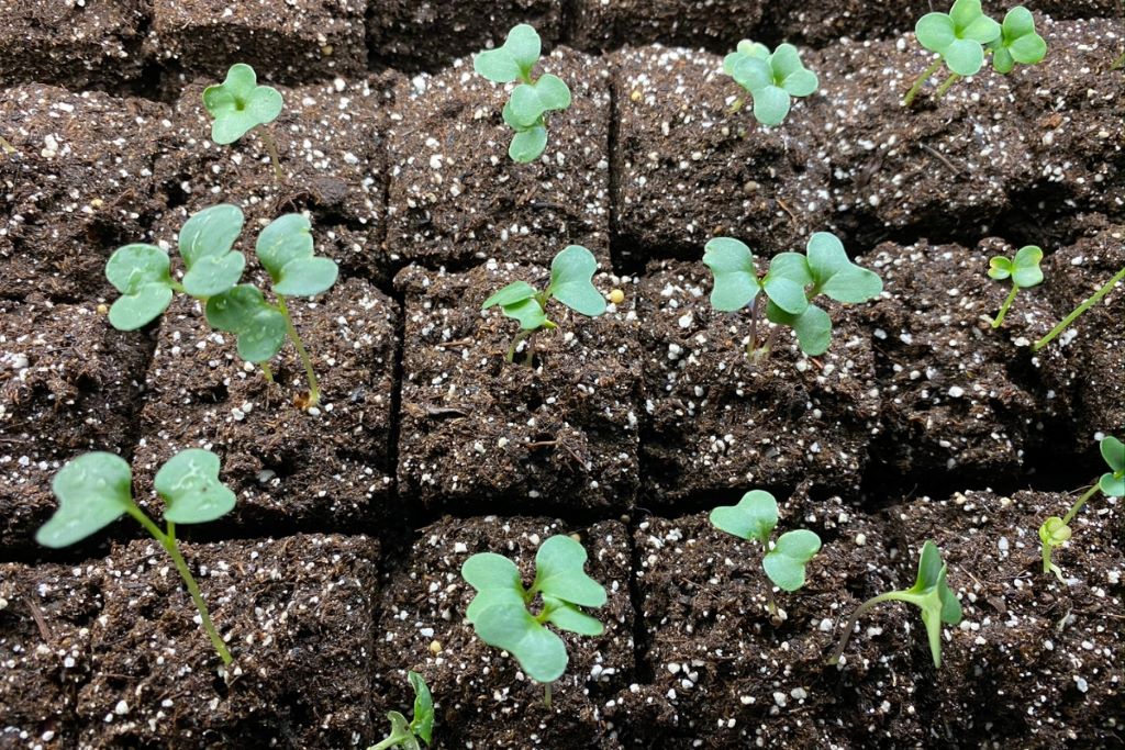 Examples of Healthy Broccoli Seedlings