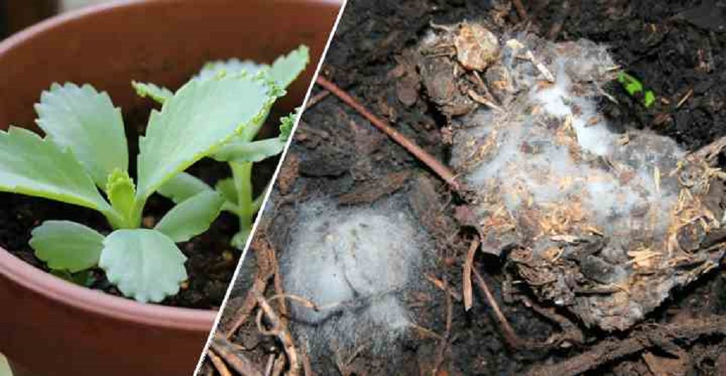 White Fungus on Plant Soil Outside