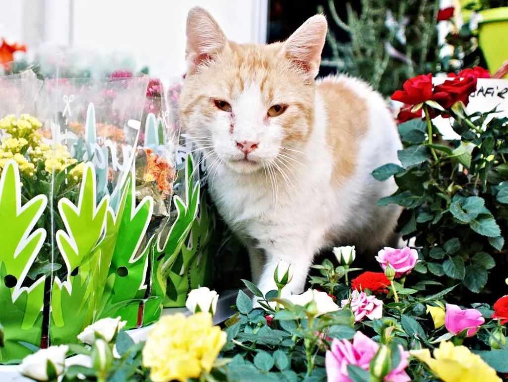 Are Bromeliads Toxic for Cats?