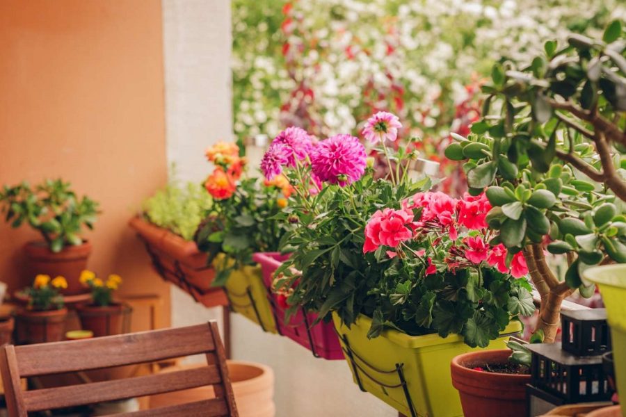 Elevate Your Balcony Garden with Orange Flowering Plants