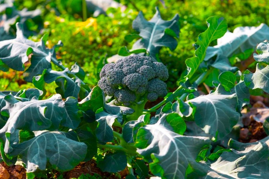 Big Heads, Happy Eating: Tips for Growing Bountiful Broccoli