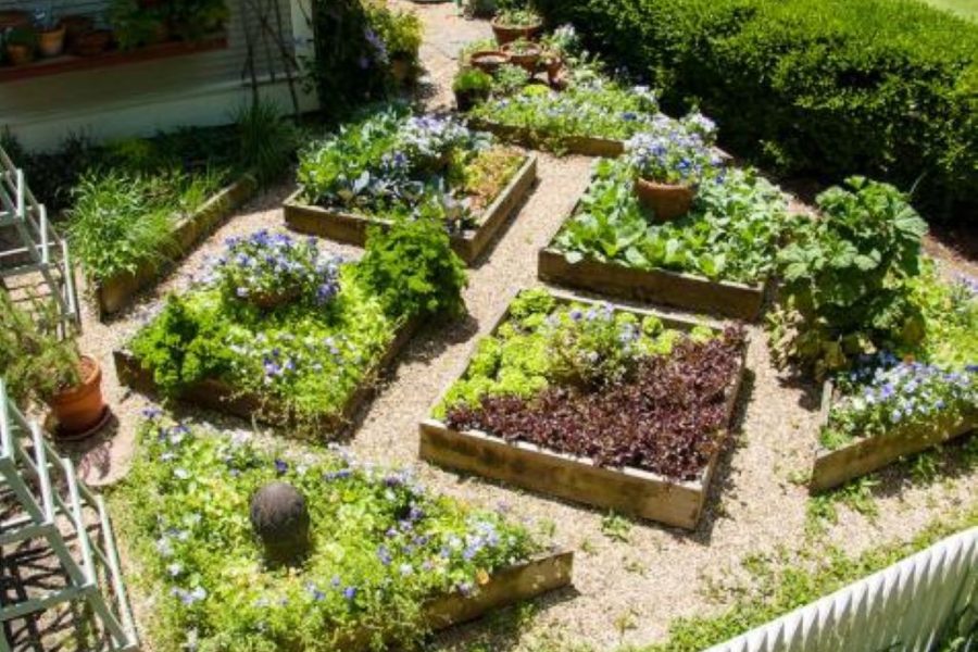 Backyard Bounty: How to Build and Maintain a Thriving Raised Bed Garden
