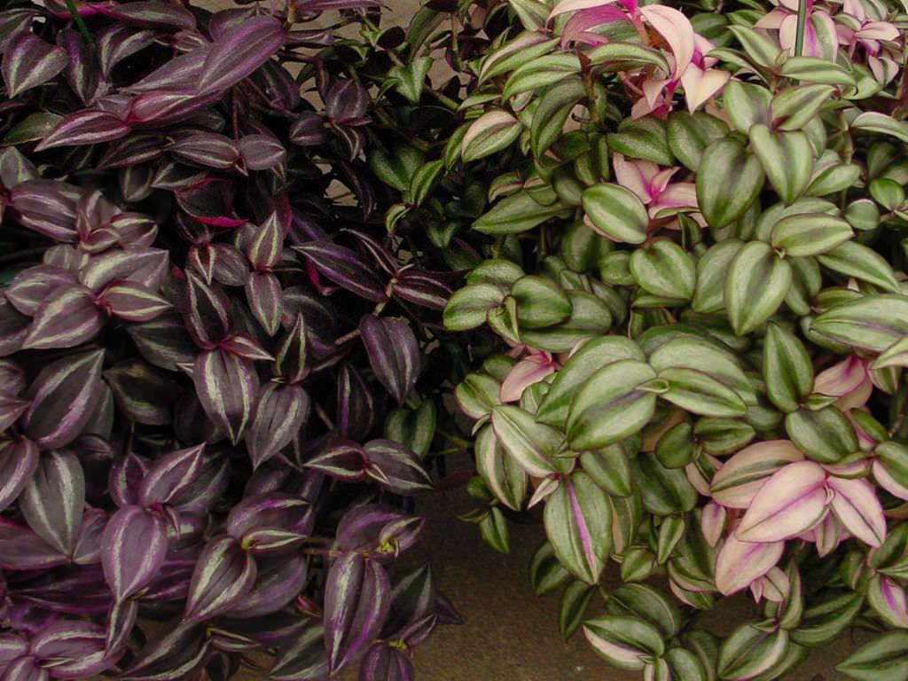 How do you care for a Tradescantia indoors?