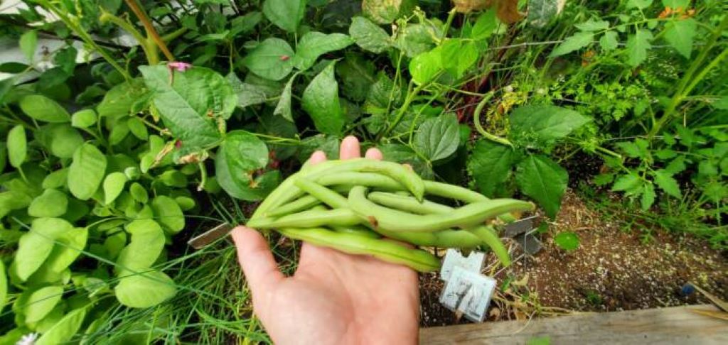 How do you take care of a bean plant?