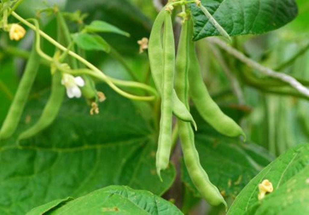 How do you know when garden beans are ready to harvest?